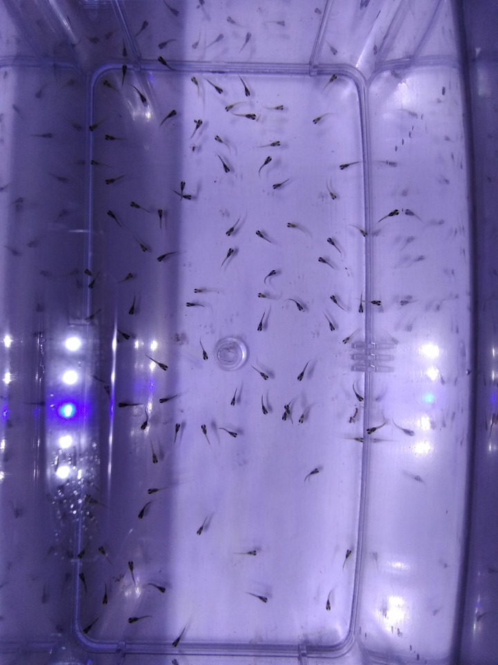 孔雀魚幼魚飼養