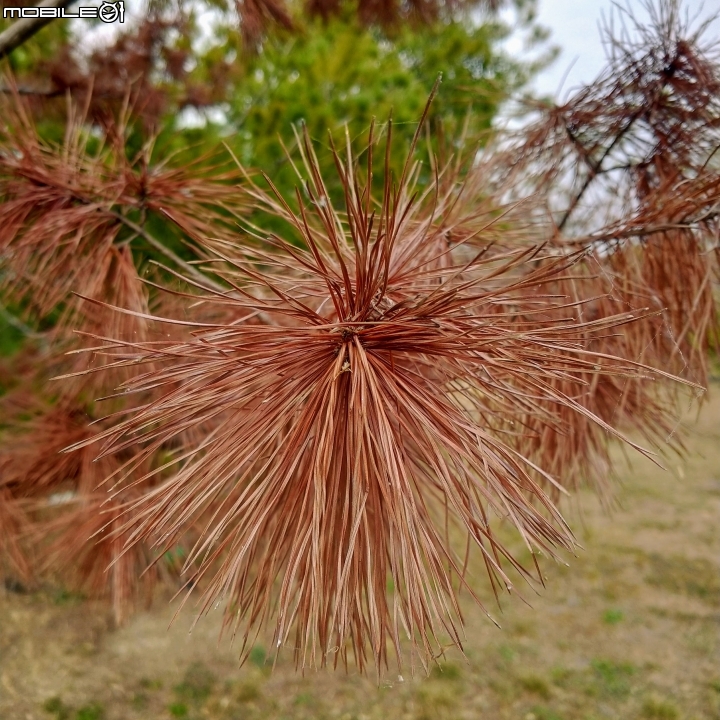 紅色台灣五葉松 嘉義市東區香湖公園獅子林 12/30