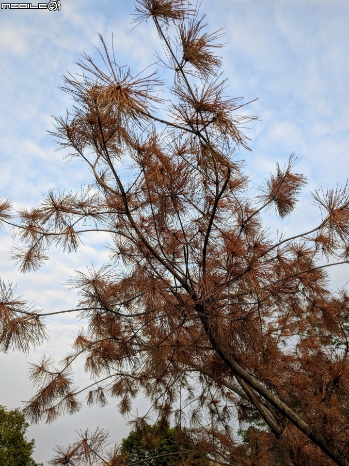 紅色台灣五葉松 嘉義市東區香湖公園獅子林 12/30