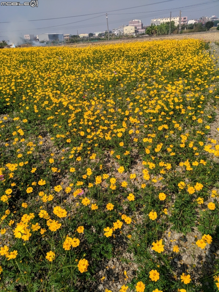 花海 嘉義市西區玉山路頭港里真武宮 12/15