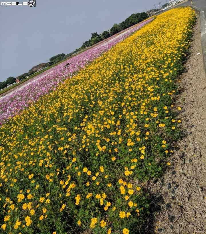 羽狀雞冠花+花海 嘉義市西區市玉山路花海 12/15