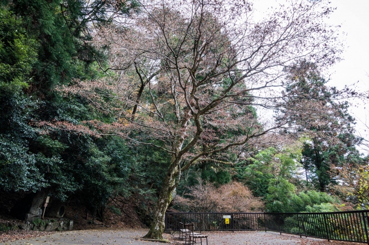 [A57]京都10日蜜月自由行(圖多)