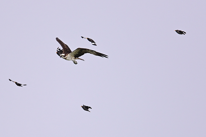 (補充:蒼鷺更霸)大鵬灣魚鷹抓魚受到洋燕及八哥干擾，尤其是八哥，真是白目一族。