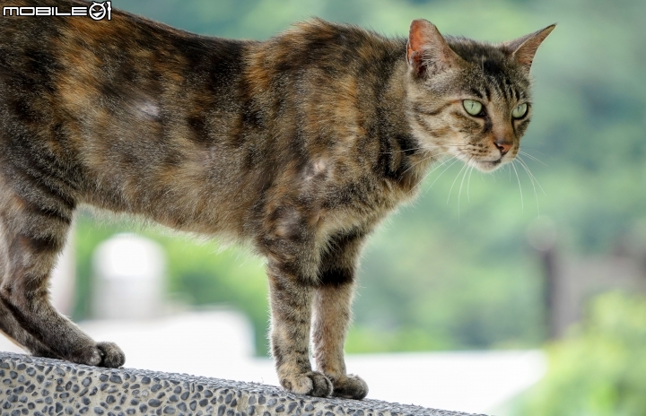 2018 年終回顧 SONY A7R3 [ 少部分富士及NIKON ]圖多