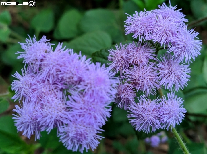 粉撲花+錫葉藤+澤蘭 台南市柳營區太康綠色隧道 12/22