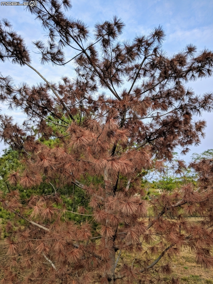 紅色台灣五葉松 嘉義市東區香湖公園獅子林 12/30