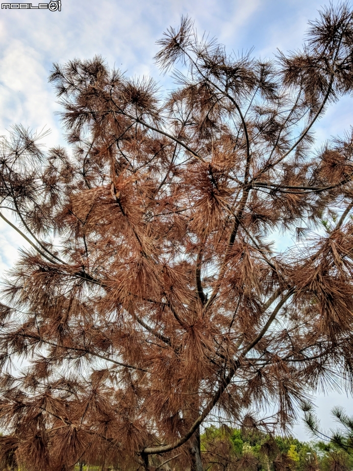 紅色台灣五葉松 嘉義市東區香湖公園獅子林 12/30