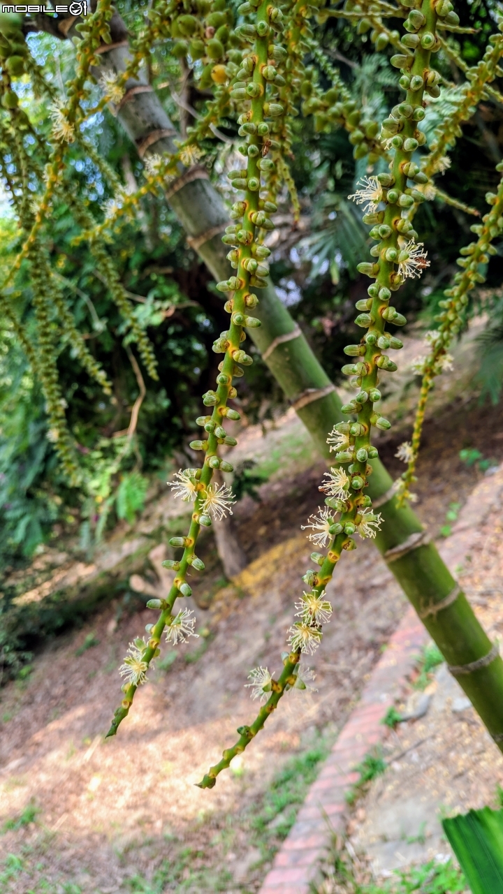馬氏射葉椰子 高雄市橋頭糖廠 12/01