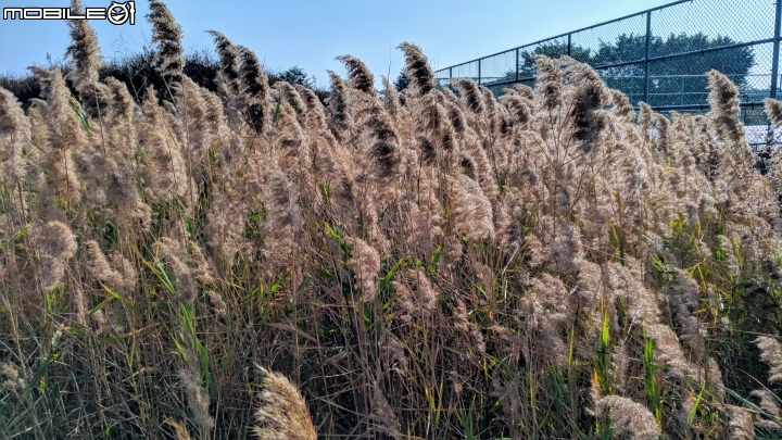 蘆葦 台南市南區萬年五街華友聯歡喜公園 12/02