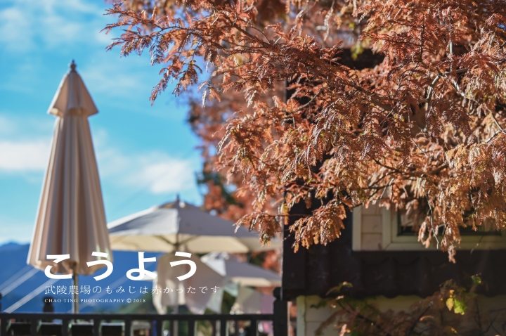 【NIKON Z6】楓之武陵（同場加映Z50/F1.8S日常隨拍）