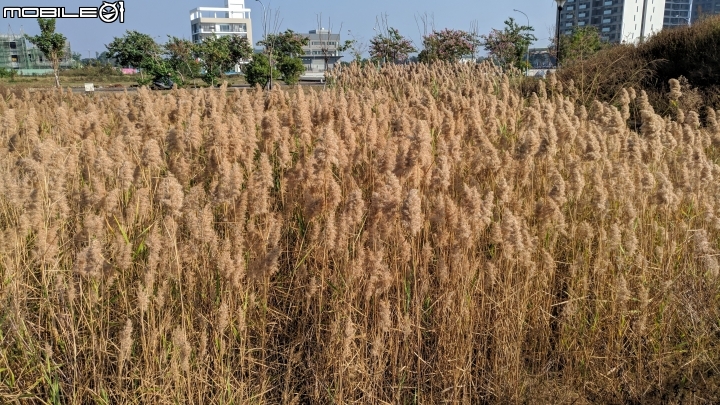 蘆葦 台南市南區萬年五街華友聯歡喜公園 12/02
