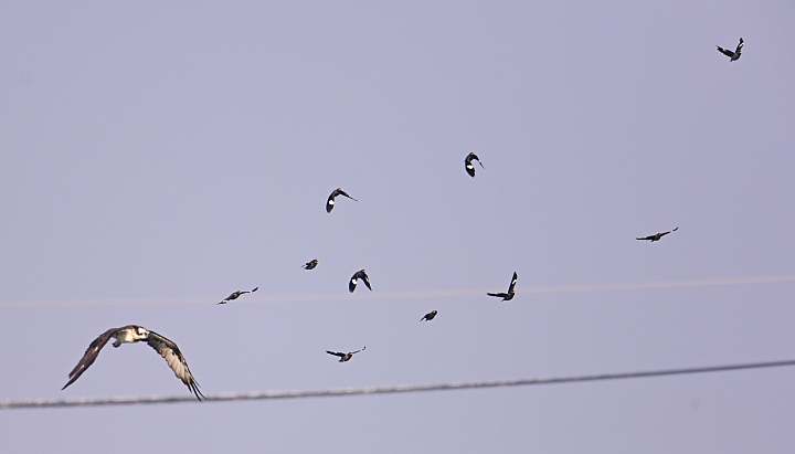 (補充:蒼鷺更霸)大鵬灣魚鷹抓魚受到洋燕及八哥干擾，尤其是八哥，真是白目一族。