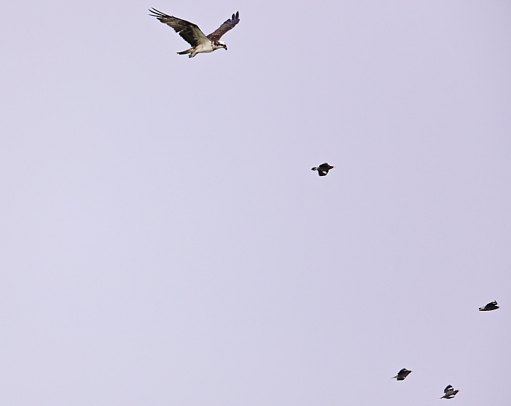 (補充:蒼鷺更霸)大鵬灣魚鷹抓魚受到洋燕及八哥干擾，尤其是八哥，真是白目一族。