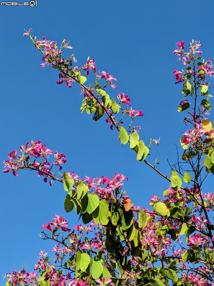 艷紫荊 台南市東區巴克禮紀念公園 12/02
