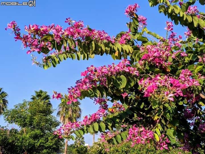 艷紫荊 台南市東區巴克禮紀念公園 12/02