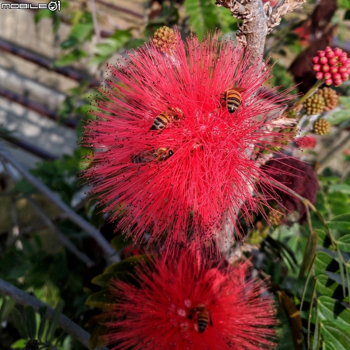 粉撲花+錫葉藤+澤蘭 台南市柳營區太康綠色隧道 12/22