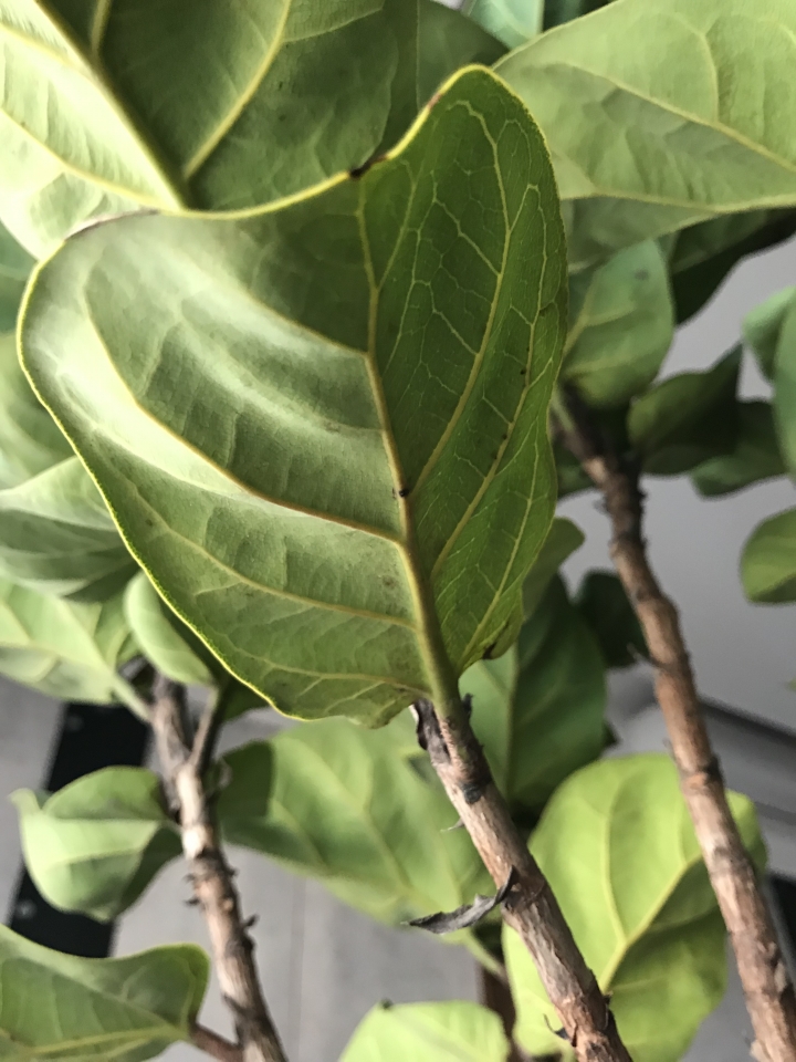 請問這琴葉榕怎麼了