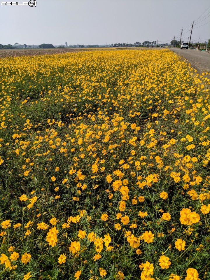 花海 嘉義市西區玉山路頭港里真武宮 12/15