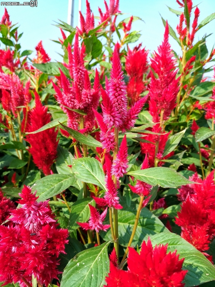 羽狀雞冠花+花海 嘉義市西區市玉山路花海 12/15