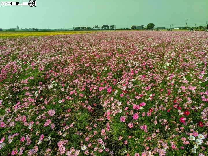 花海 嘉義市西區玉山路頭港里真武宮 12/15