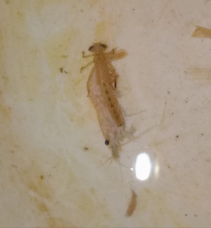 不知名的生物求解