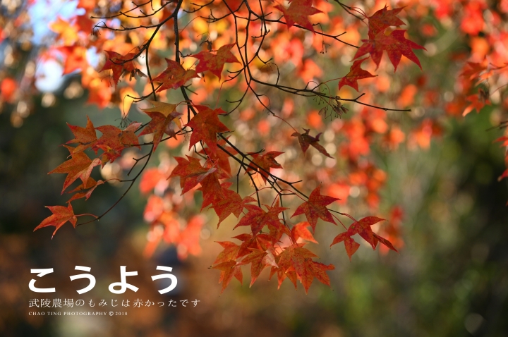 【NIKON Z6】楓之武陵（同場加映Z50/F1.8S日常隨拍）