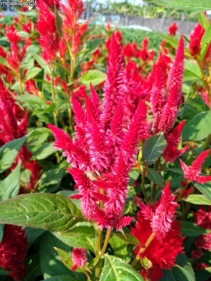 羽狀雞冠花+花海 嘉義市西區市玉山路花海 12/15