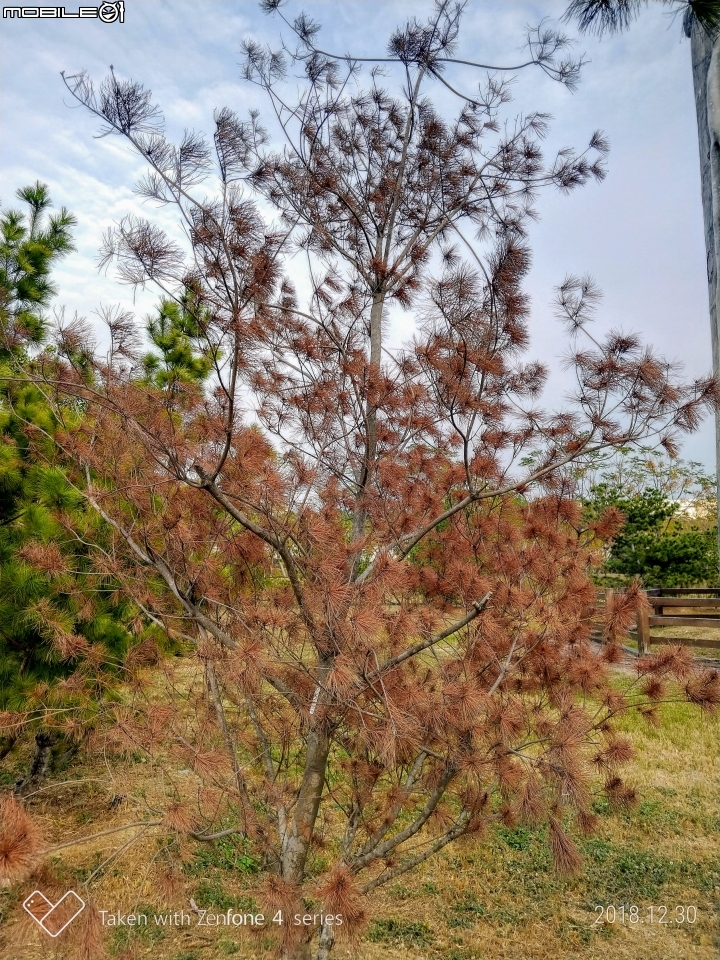 紅色台灣五葉松 嘉義市東區香湖公園獅子林 12/30