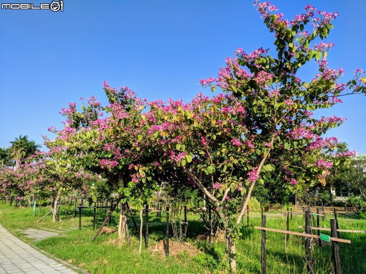 艷紫荊 台南市東區巴克禮紀念公園 12/02