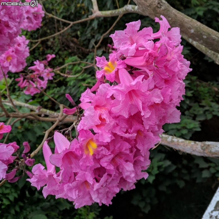 落羽松 台南市六甲區菁埔埤 12/22