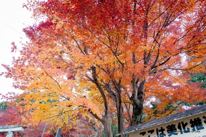 [A57]京都10日蜜月自由行(圖多)
