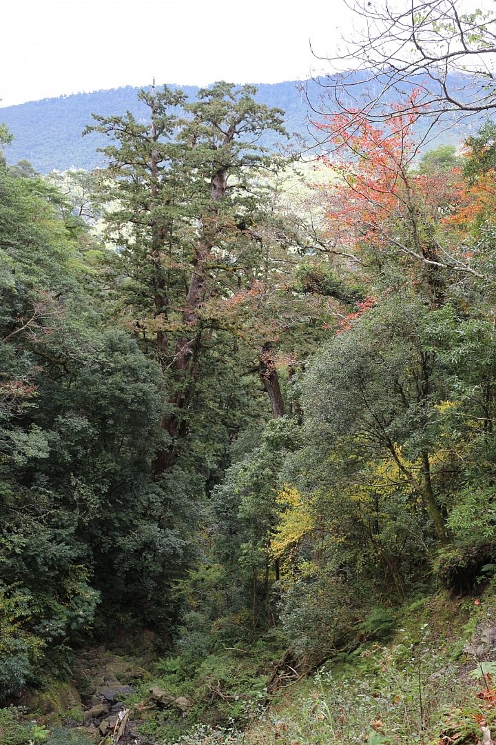 拉拉山神木群步道