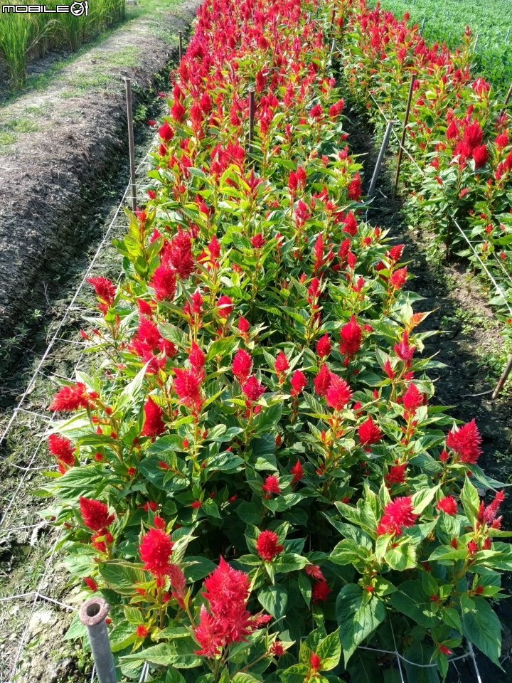 羽狀雞冠花+花海 嘉義市西區市玉山路花海 12/15