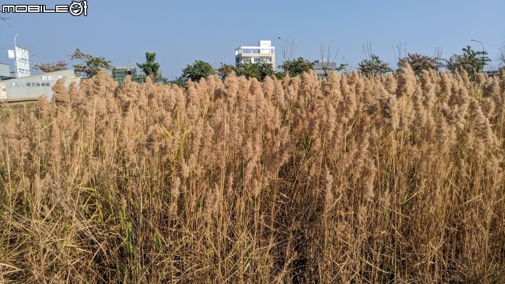 蘆葦 台南市南區萬年五街華友聯歡喜公園 12/02