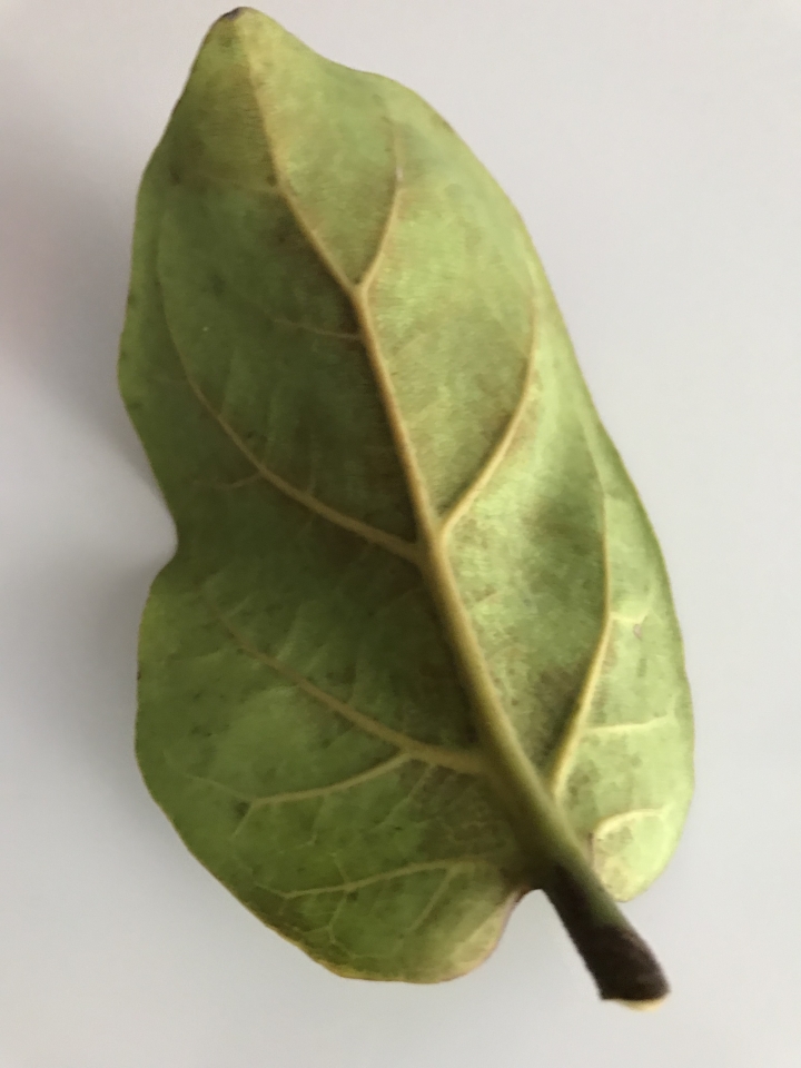 請問這琴葉榕怎麼了