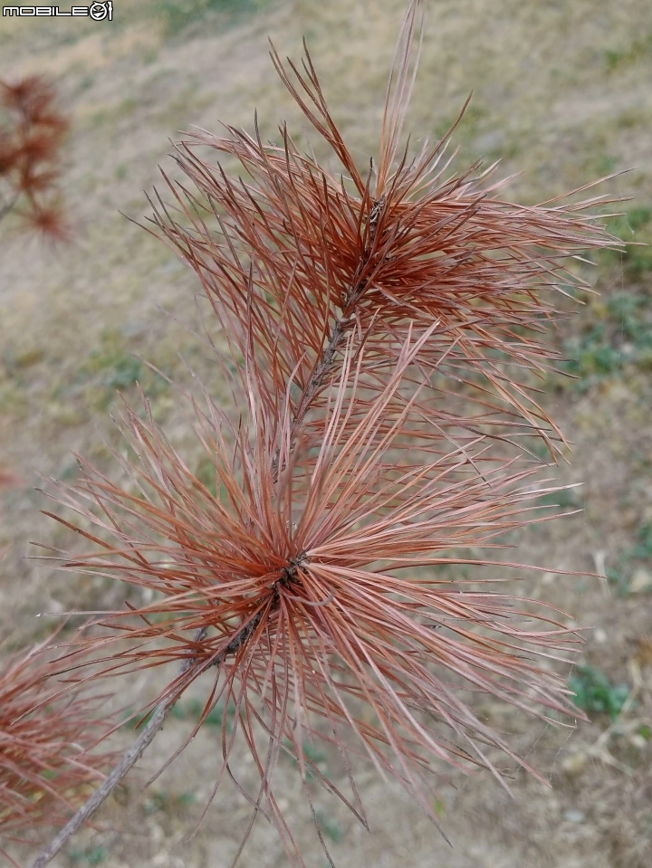 紅色台灣五葉松 嘉義市東區香湖公園獅子林 12/30
