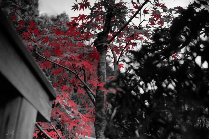 2018京都_帶著X-T10賞楓去。(圖多)