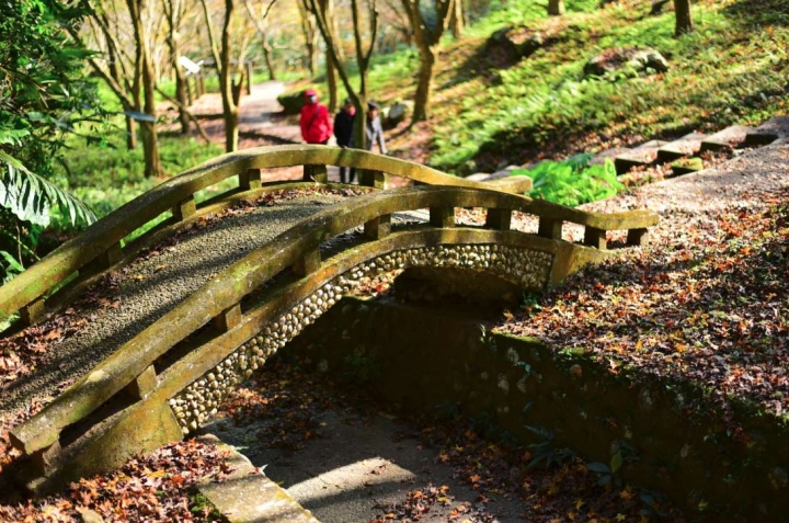 石門楓葉，幾近全部謝光，不用去了！