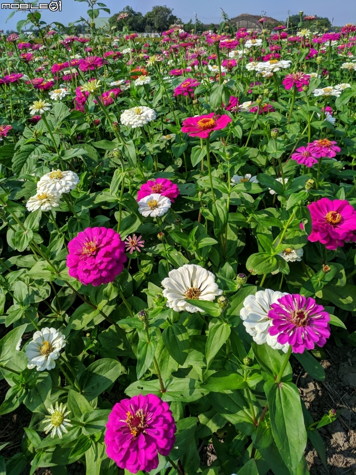 羽狀雞冠花+花海 嘉義市西區市玉山路花海 12/15