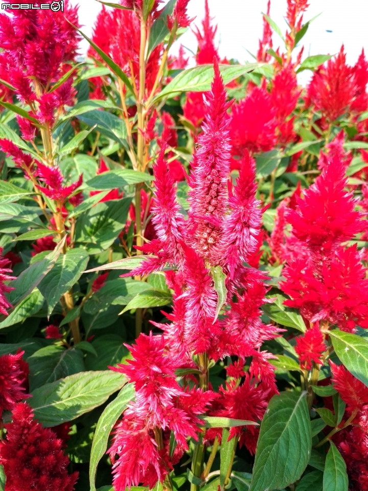 羽狀雞冠花+花海 嘉義市西區市玉山路花海 12/15