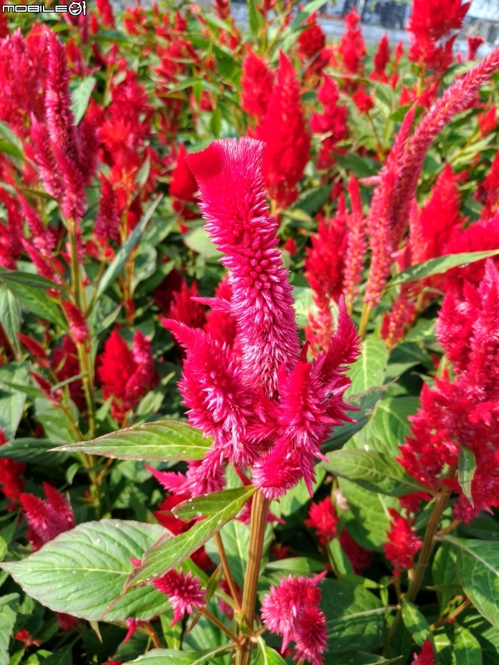 羽狀雞冠花+花海 嘉義市西區市玉山路花海 12/15