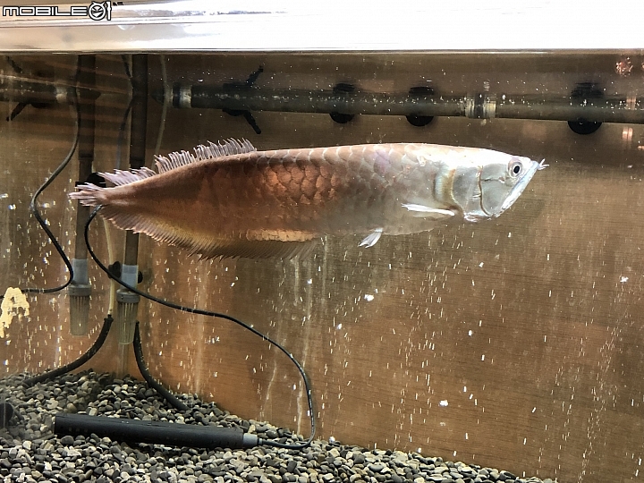 台北 五呎魚缸 贈送