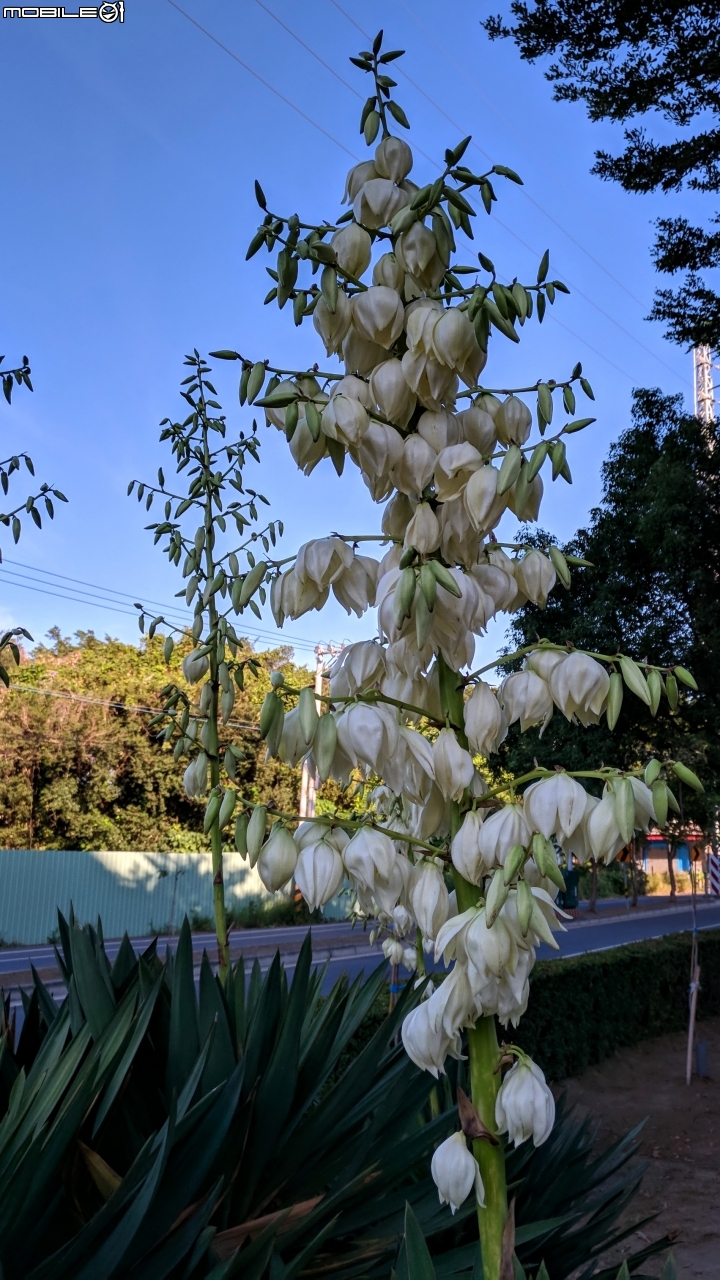 刺葉王蘭 台南市仁德區嘉南療養院 12/04