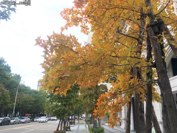 平地楓香轉色 ( 台中南屯好事多附近)