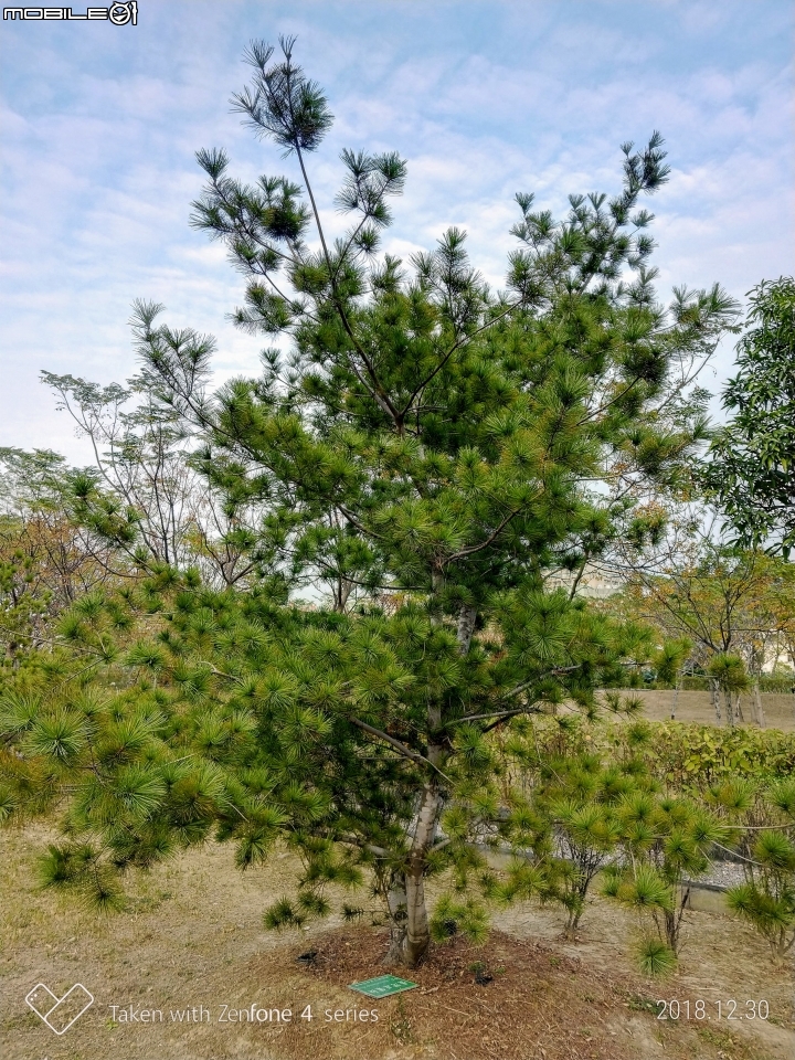 紅色台灣五葉松 嘉義市東區香湖公園獅子林 12/30