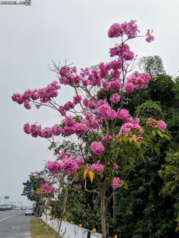 落羽松 台南市六甲區菁埔埤 12/22