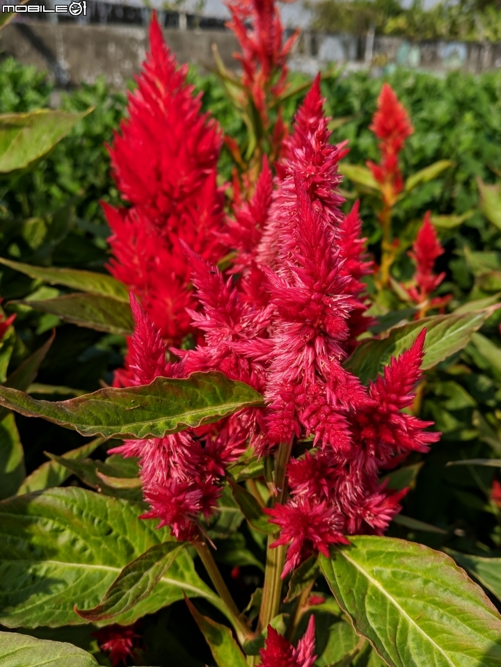 羽狀雞冠花+花海 嘉義市西區市玉山路花海 12/15