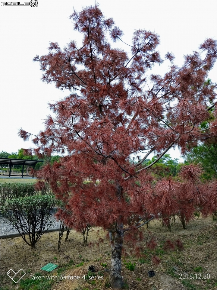 紅色台灣五葉松 嘉義市東區香湖公園獅子林 12/30