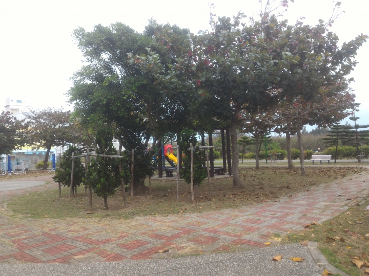 公園落葉飄呀飄，風兒吹呀吹，大葉欖仁樹與雞蛋花落葉掉不停，從秋吹到夏，落葉飄入住家，天天掃不停。