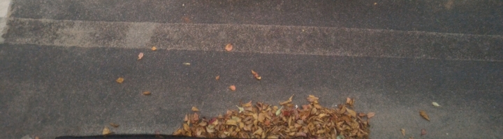 公園落葉飄呀飄，風兒吹呀吹，大葉欖仁樹與雞蛋花落葉掉不停，從秋吹到夏，落葉飄入住家，天天掃不停。
